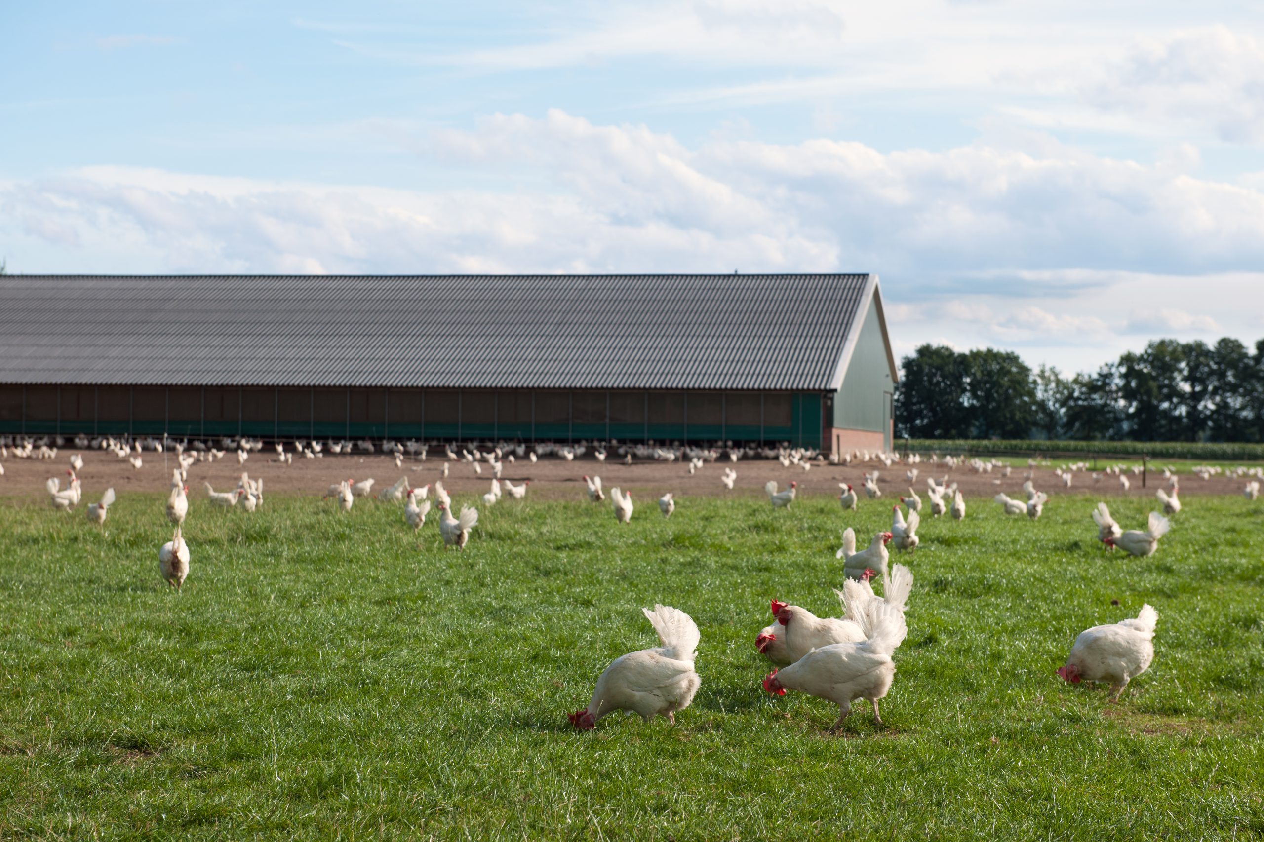 chickens in agriculture landscape with a chicken house in the background with evaporative cooling media.