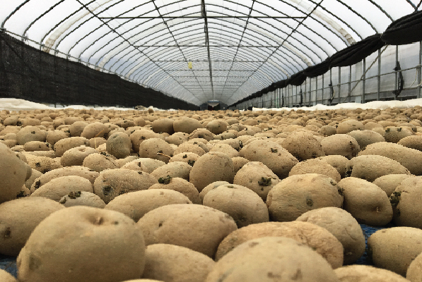 multiple potatoes cooling in a farm using kuul control origin evaporative media